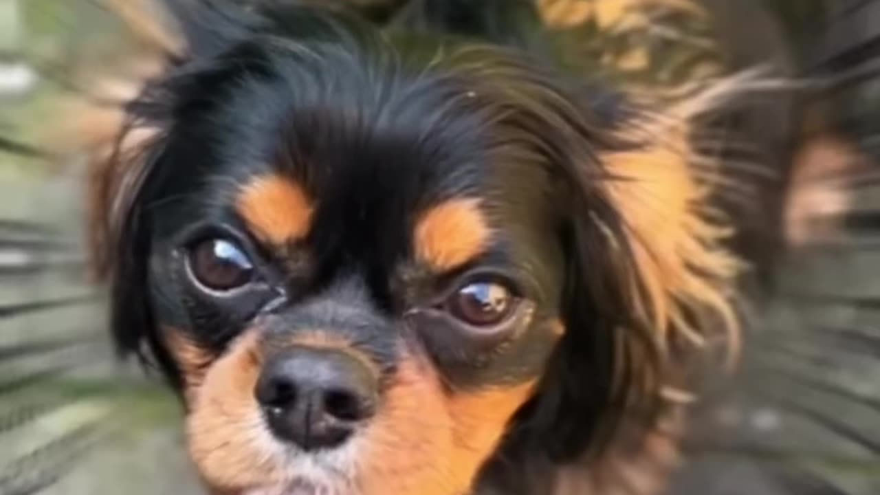 CutieCavaliers
