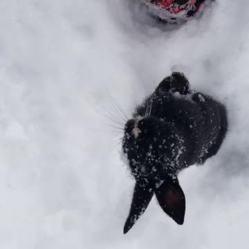 Void floof on a blank canvas of snow. #SparklegleamFarm #Bunny #homestead #rabbit #farmanimals #cute