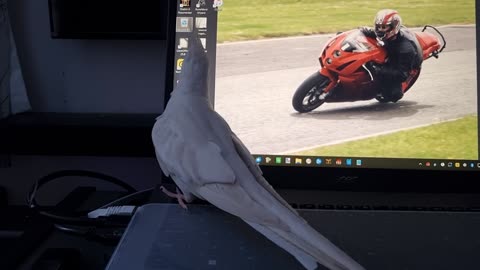 Coco the IT Engineer