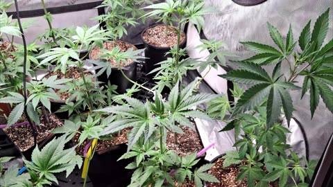 Project 312 After defoliation!