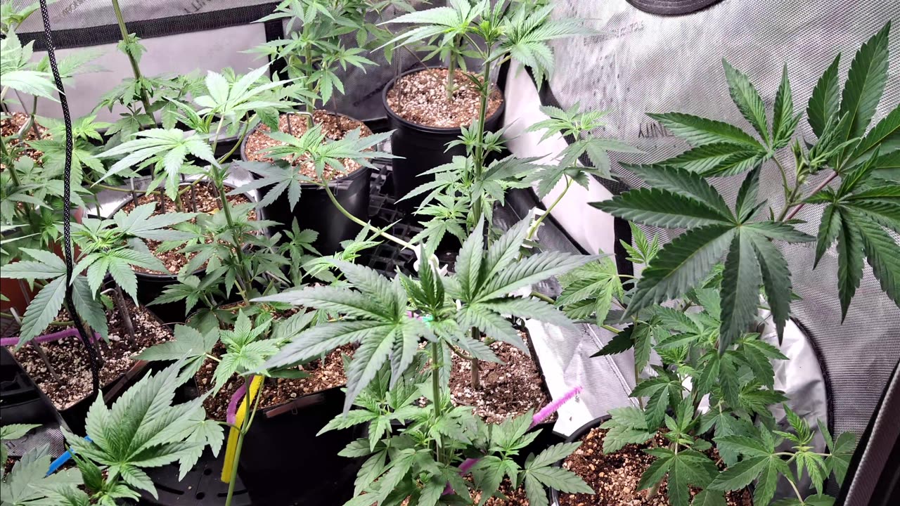 Project 312 After defoliation!
