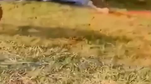 #22 You Won’t Believe How This Cat Dances! 😺💃😂