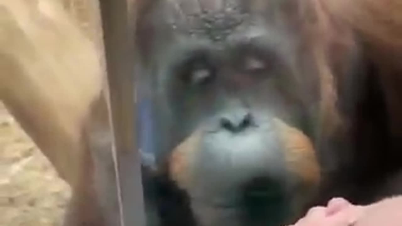 zoo tour, exotic animals, monkeys, family zoo trip, kids zoo video, zoo experience,