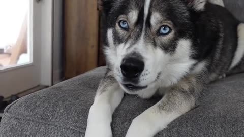 My Husky Acts Like a Human (Proof Inside)”