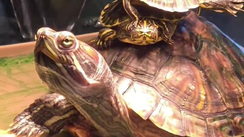 🐢🤩 Yertle the Turtle's Epic Adventure! | FunFM