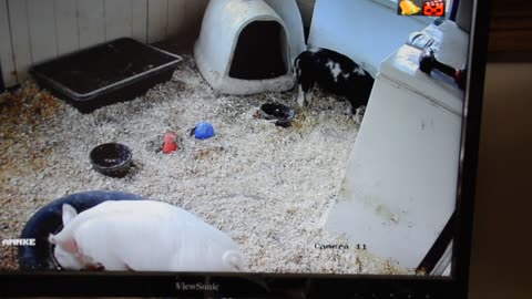 Camera installed to watch the piglets
