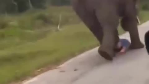 Elephant attack