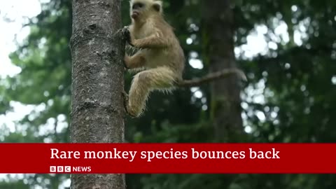 The battle to save China's rare snub-nosed monkey