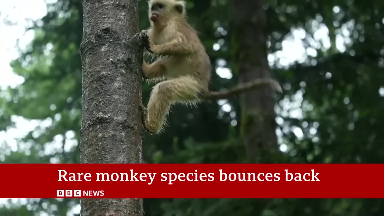 The battle to save China's rare snub-nosed monkey