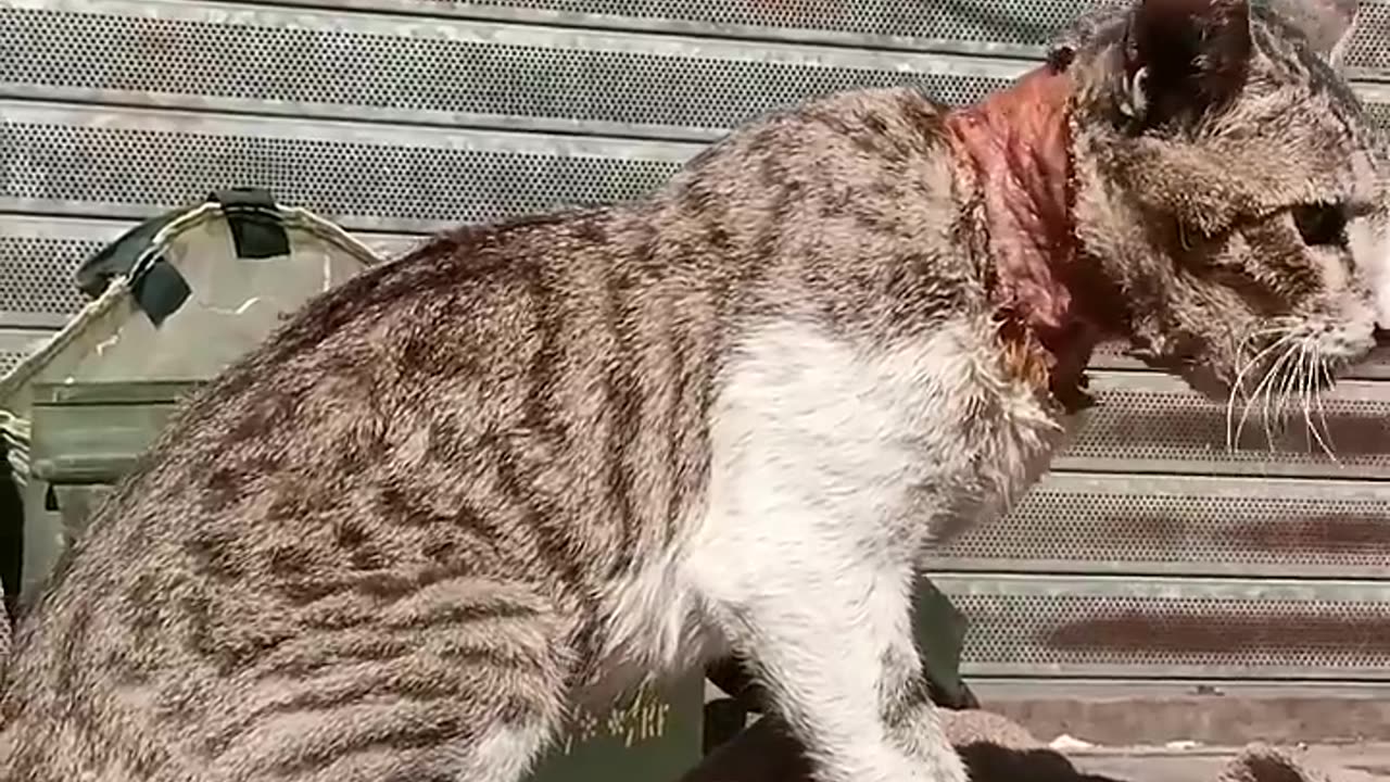 !اینم نتیجه‌ی گردن‌کلفتی