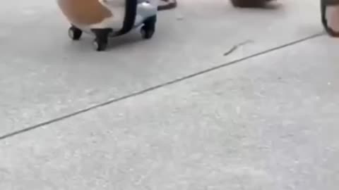 Purr-fectly Hilarious Cat Compilation! 🐾😂