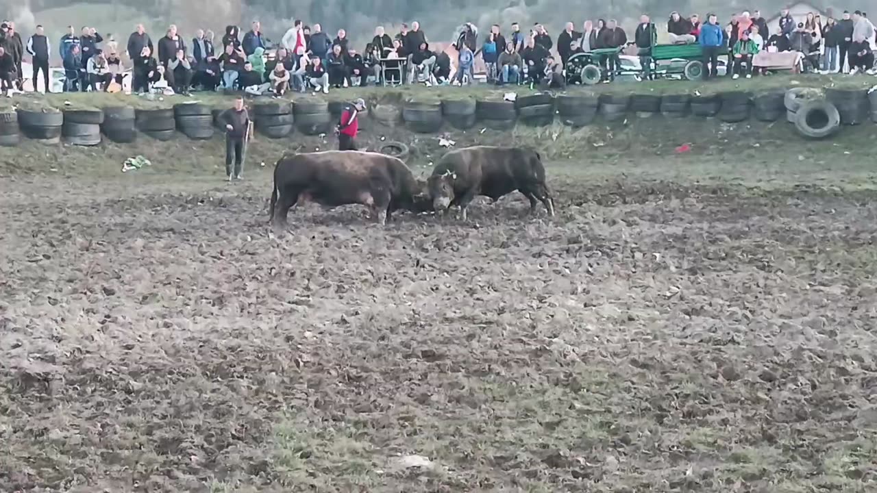 Rambo Džejla Lapandić vs Zeko Rifat Fajić