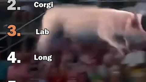 ranking funny animals