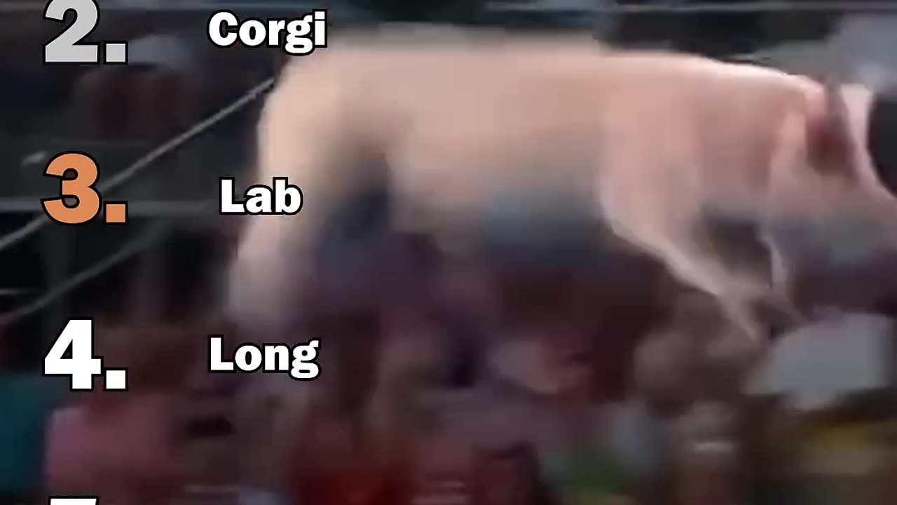 ranking funny animals