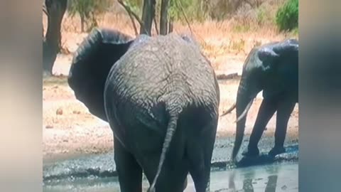 You’ll Smile All Day Watching This Elephant Bathe Like a Pro 😍💦”