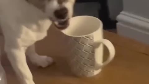 Bad Doggy 😅🐶 | Funny Dog Moment & Naughty Pet