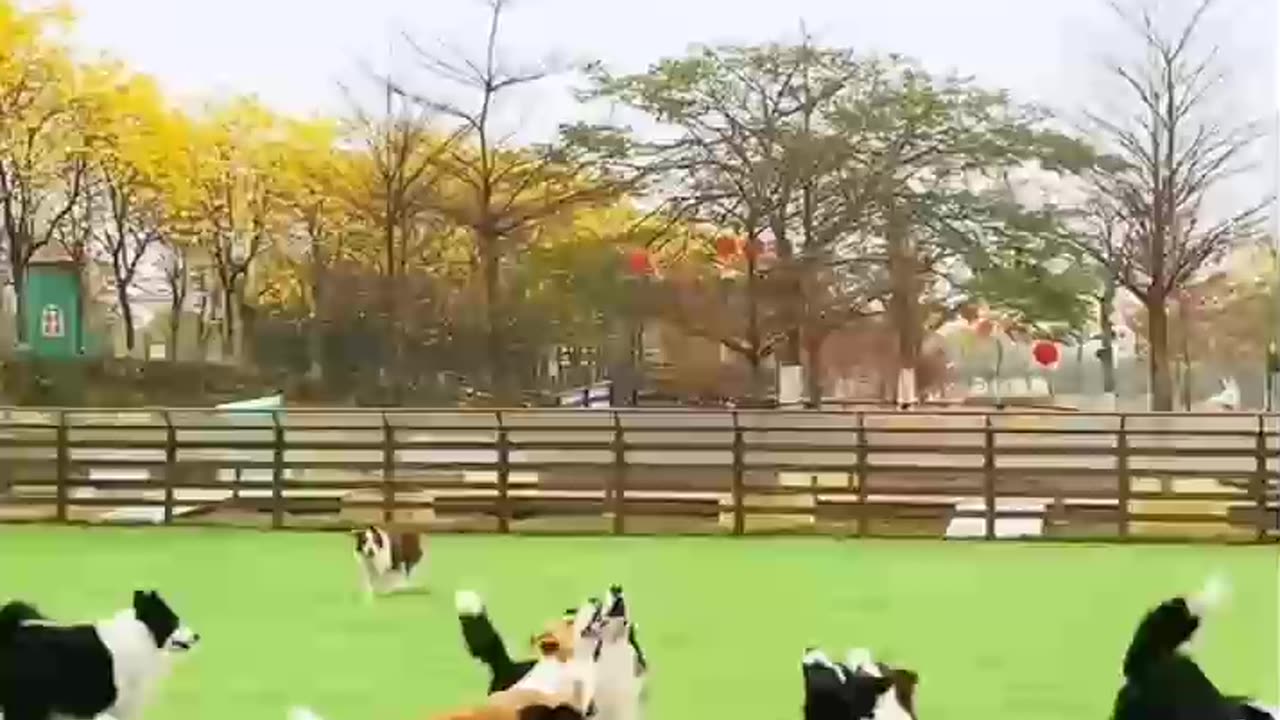 football dog