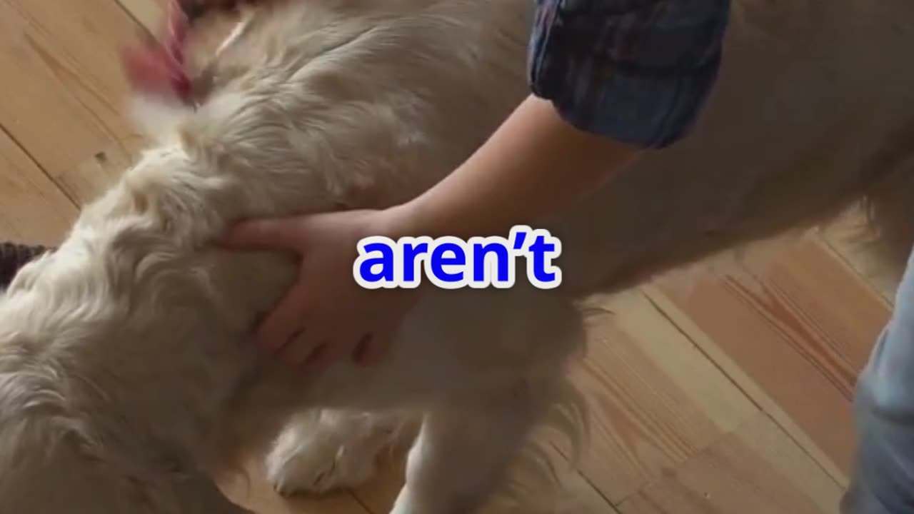|| Why Pet Care Matters A Heartfelt |~ #Lovewithpets | #Pets | #Dog | #Cat ||