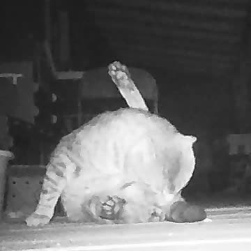 EA S170 - Front Porch Bright Eyes