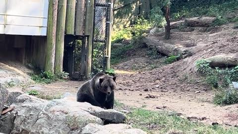 A Bear