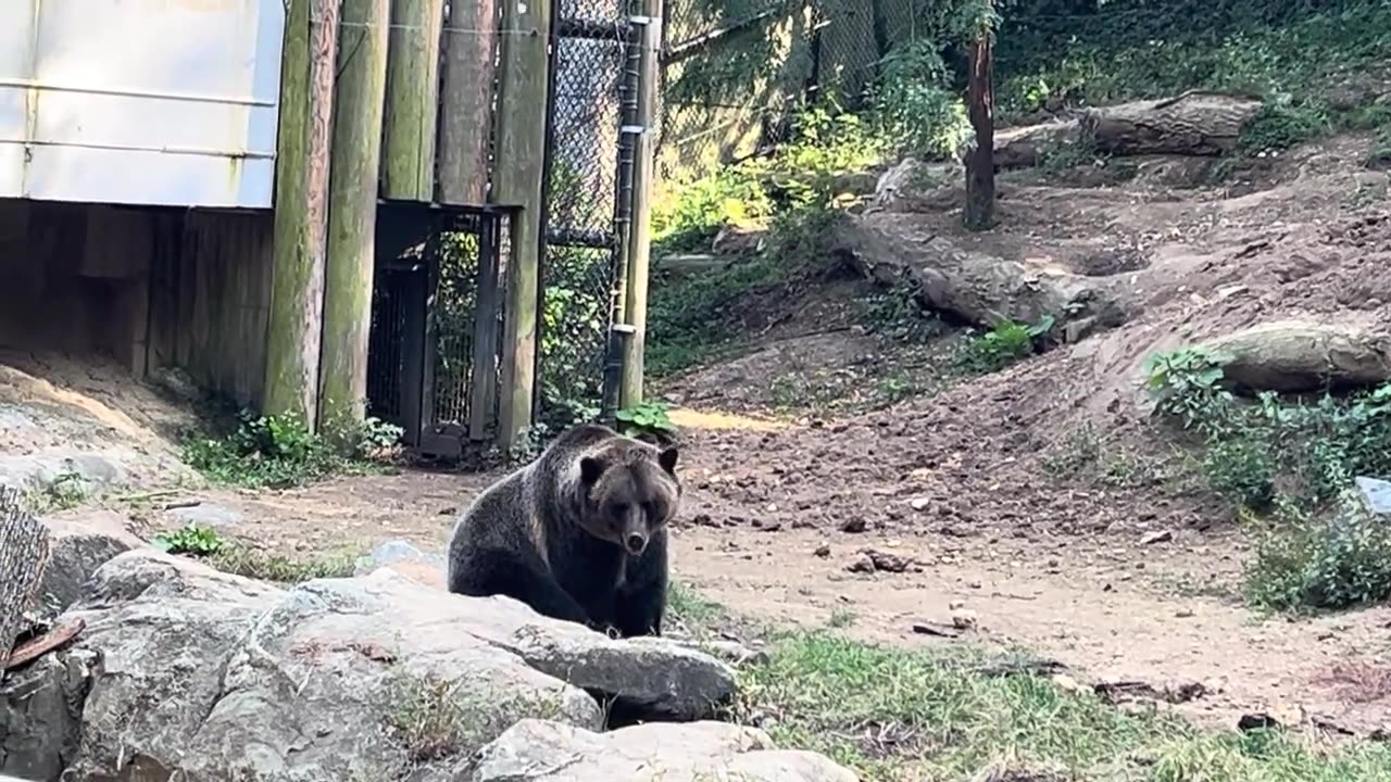 A Bear