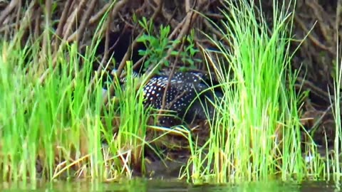Nesting Loon
