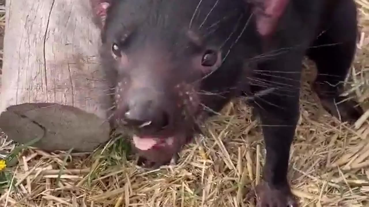 May I present the 😳Tasmanian Devil!