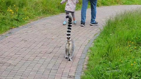 Lemur follows little girl and her dad