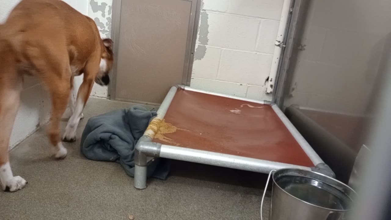 Socks 2y A884519 Max 5y A883685 kennel 213 harrys haven PACC shelter @1st Socks is timid 20251119792