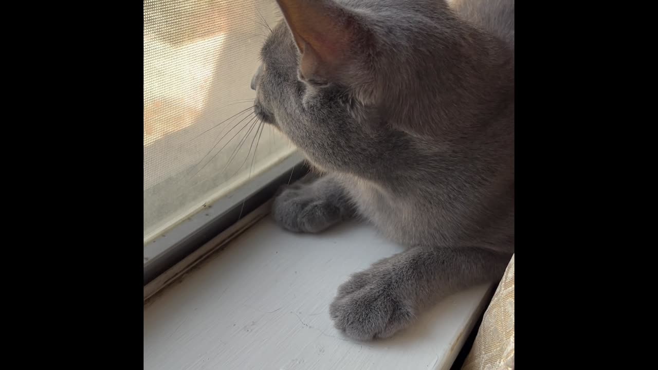 #SHORT Kitty Chatter