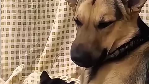 When you have both a dog and a cat at the same times #haha #funny #funnypet #funnyvideo