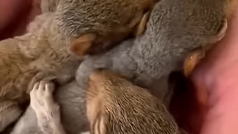 A man found a nest of baby squirrels without their mother and then adopt them । emotional vibes ।