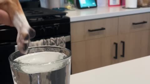 Revenge for When Someone Calls Your Dog a Rat