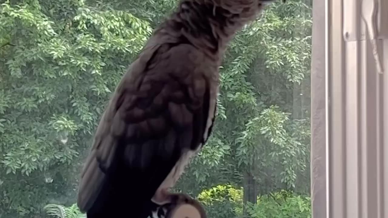 Parrot Let’s Go for a Vodka Let’s Go for a Swim! Party Time!