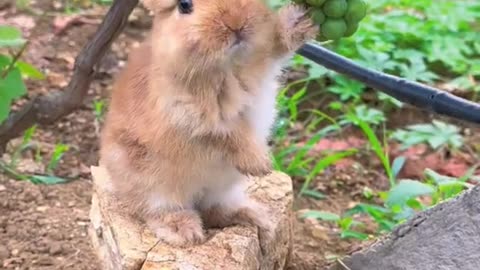 Cute Rabit