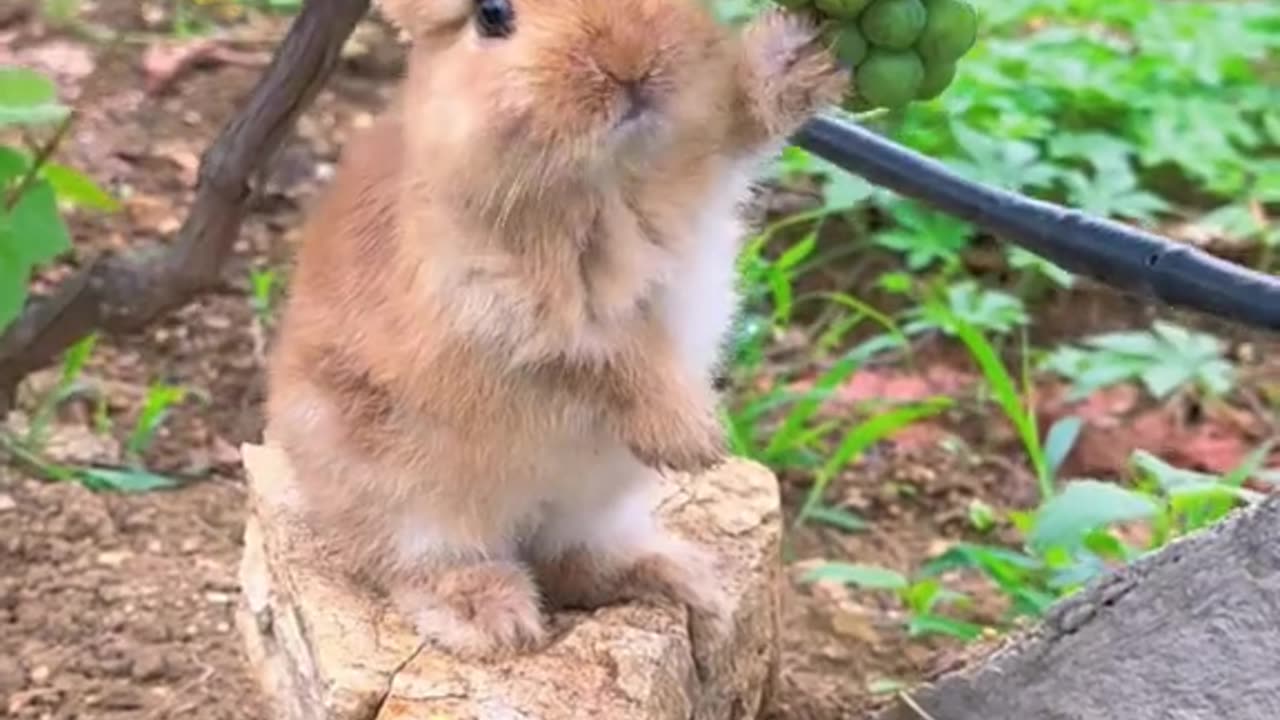 Cute Rabit