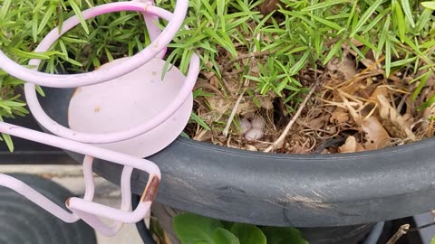 4 House Wren eggs 💗