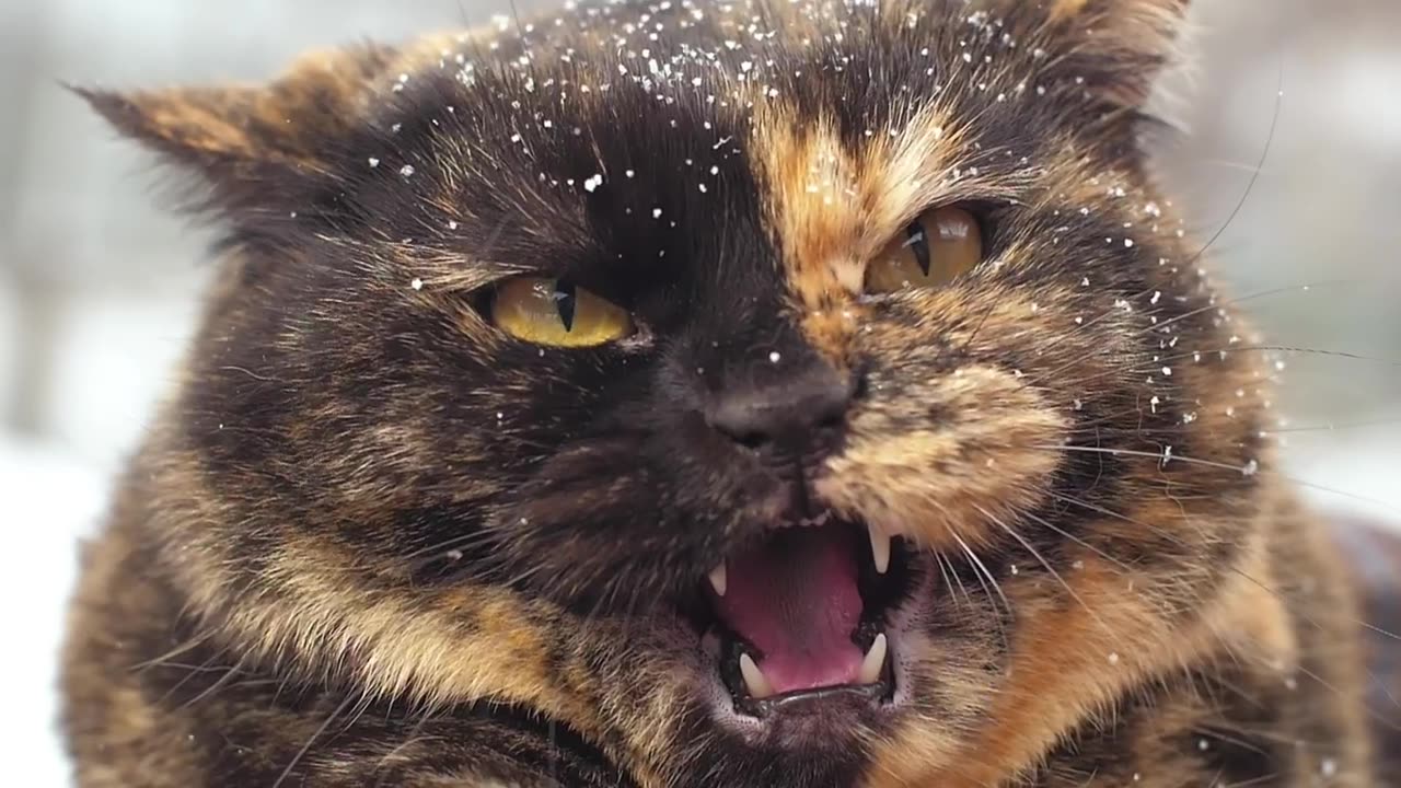 Angry wild cat with snow in hair