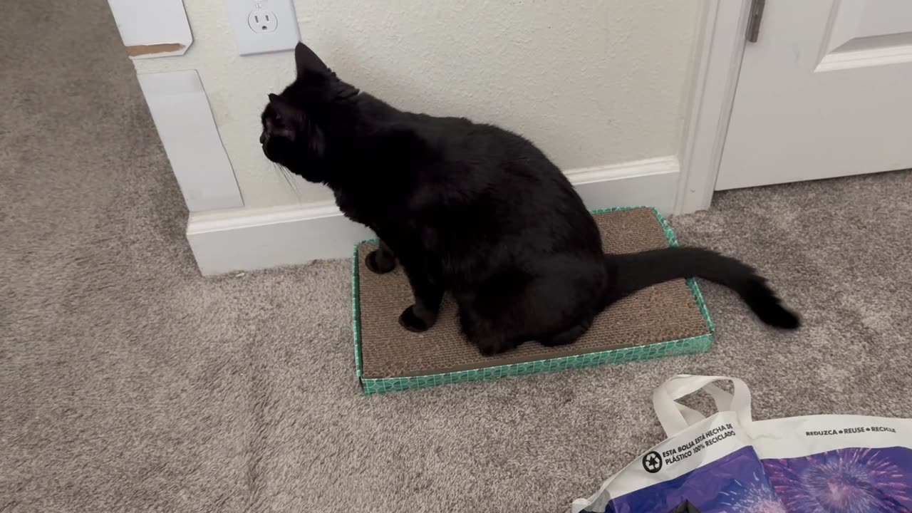 Cute Precious Piper Starts Her Office Inspection - Adopting a Cat from a Shelter Vlog