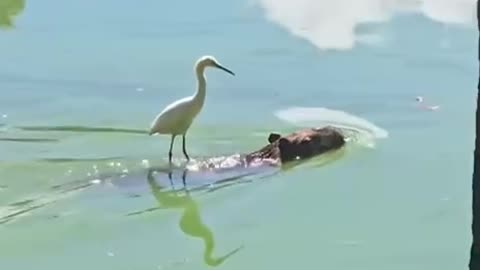 Hitching a ride