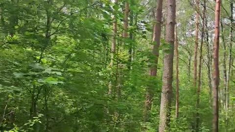 Peaceful Forest Shortcut to the City – Morning Ambience