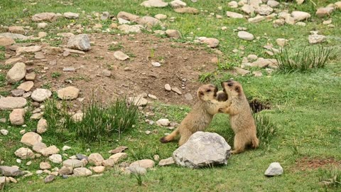 Meet the Marmot The Chonky Mountain Whistleblower of the Wild!
