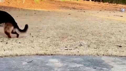 German Shepherds in a nutshell