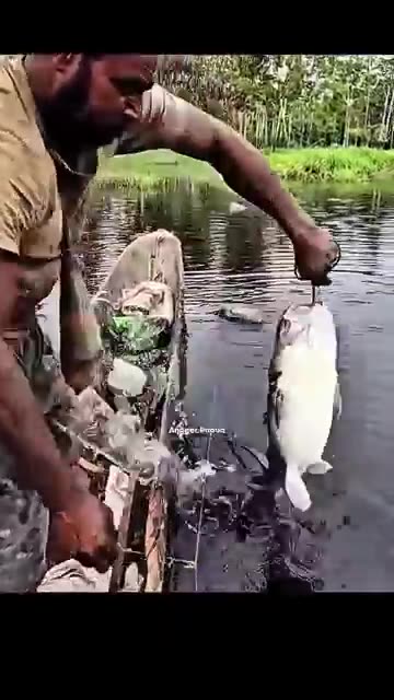 Traditional Fish Trapping: Catching 12 Giant Baung Catfish Along the River!