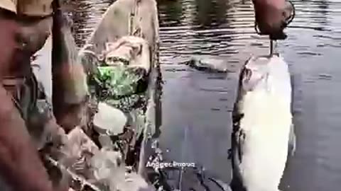 Traditional Fish Trapping: Catching 12 Giant Baung Catfish Along the River!