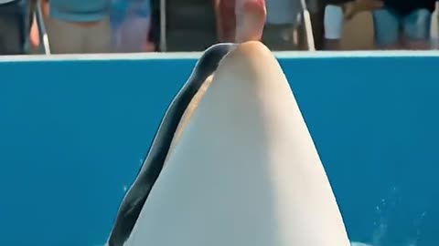 Last Moments Jessica Radcliffe 😭 #jessica #radcliffe #shorts #dolphins #orca