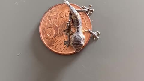 I hatched the tiniest leaf gecko!