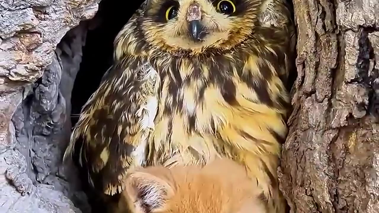 Kind man rescued kittens and owl...