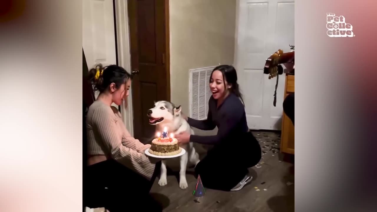 Funny Cats & Dogs