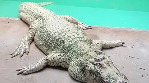 White Alligator